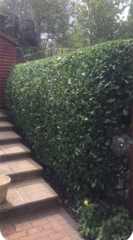 The same cherry laurel hedge trimmed flush and level
