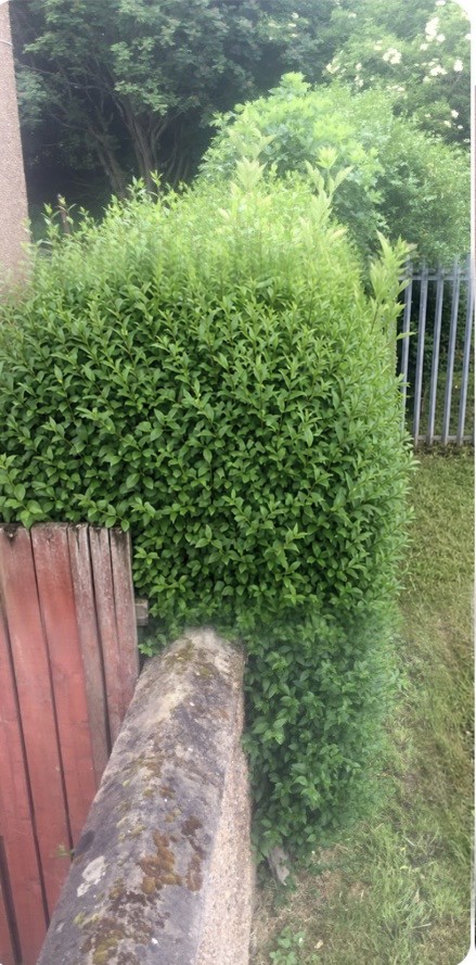 Overgrown, uneven privet hedge before we cut it