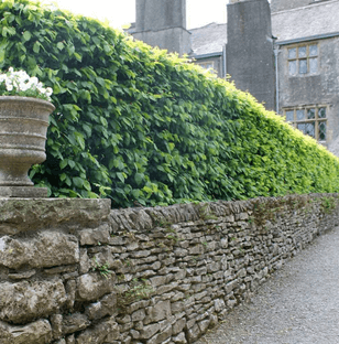 A neatly trimmed hornbeam hedge along a dry stone wall, with a stone urn of white flowers