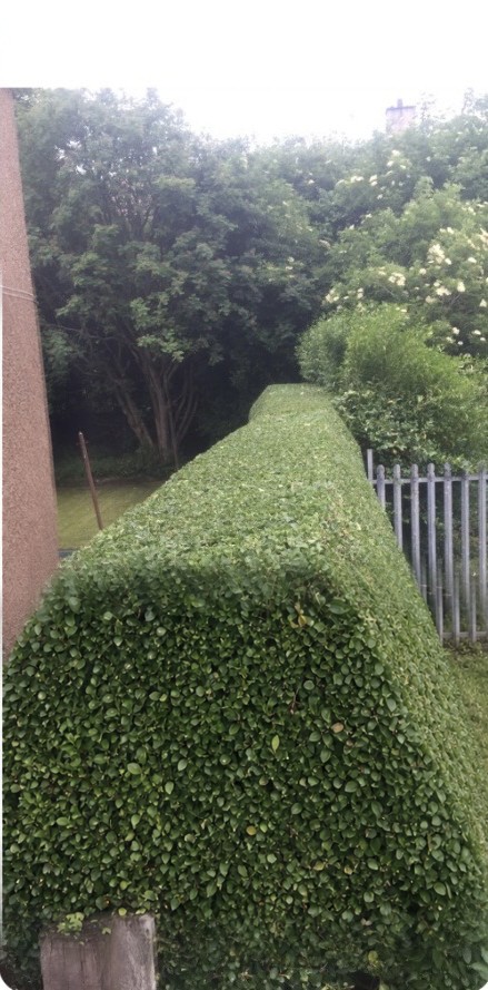 The same privet hedge cut back to a neat, square line