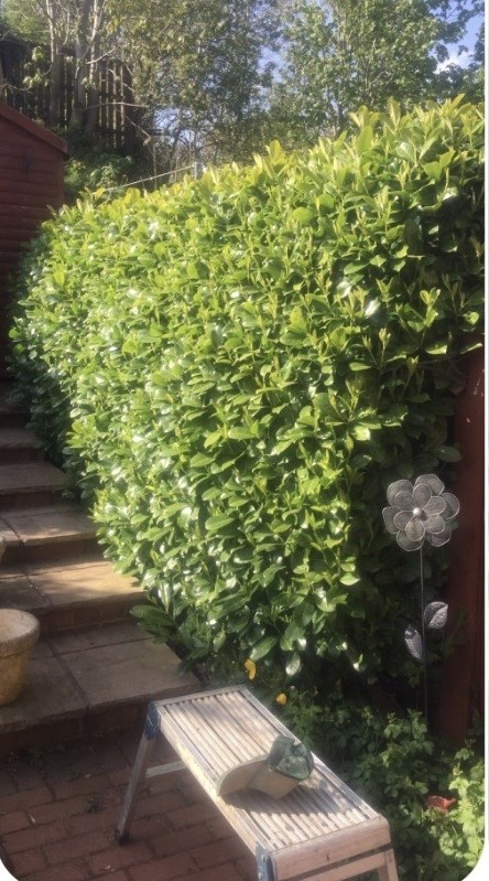 Shaggy cherry laurel hedge before being trimmed